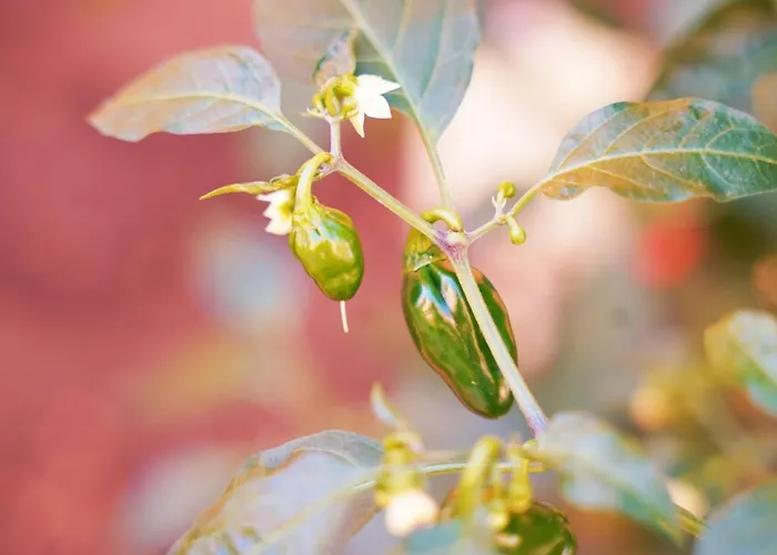 Coral Alisios Los Cristianos (Tenerife)