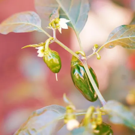 Coral Alisios Los Cristianos (Tenerife)